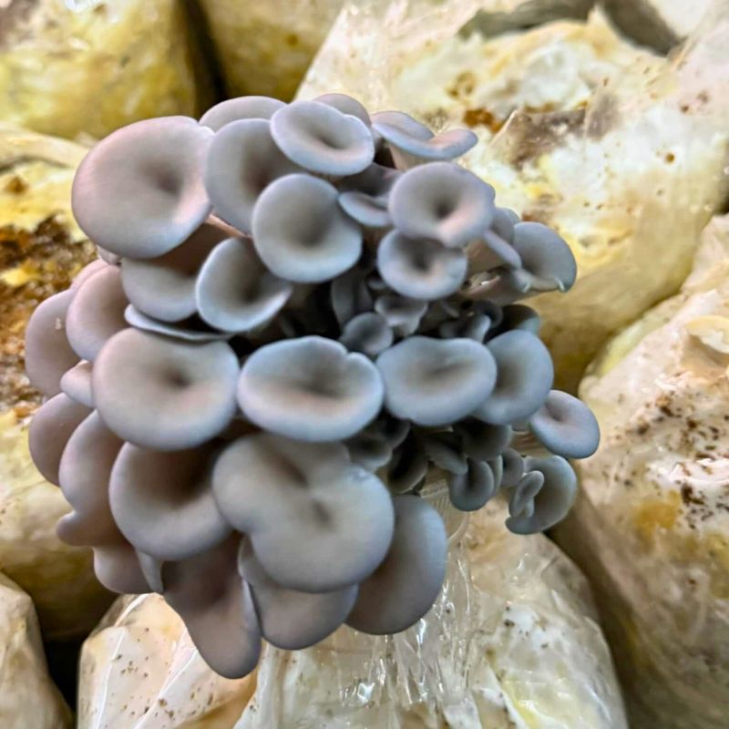 Ưu Điểm Của Nấm Notaky Tươi