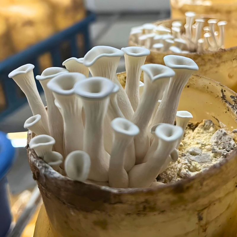 Hàm Lượng Dinh Dưỡng Trong Nấm Notaky Tươi