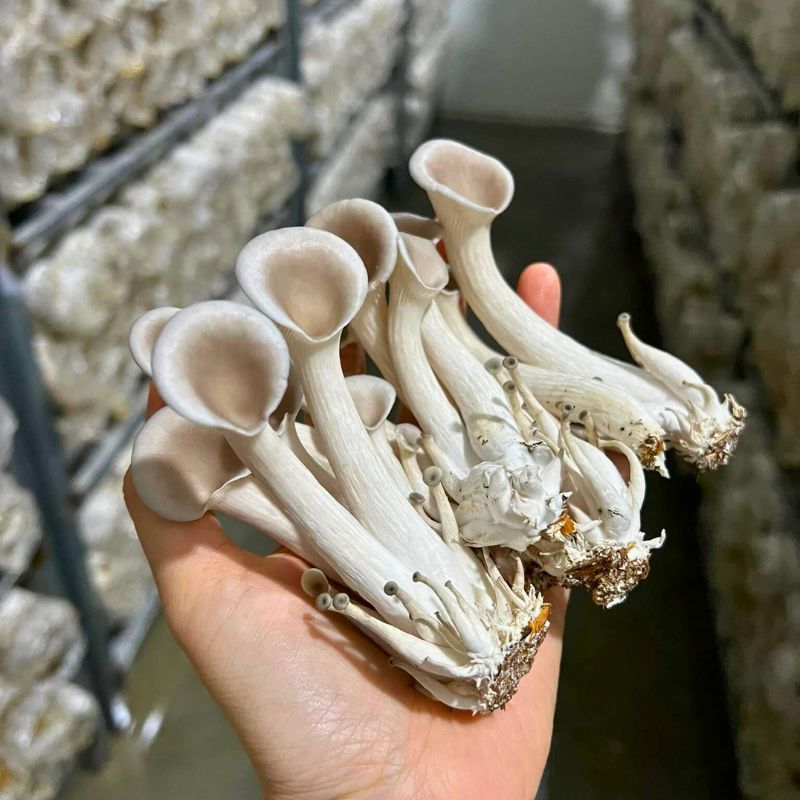 Cách Sử Dụng Nấm Notaky Tươi