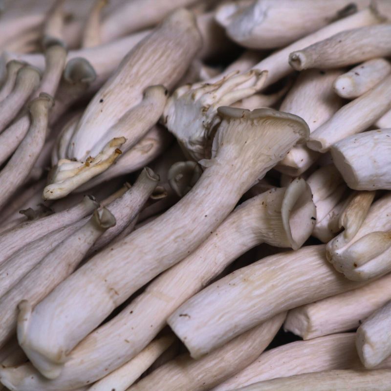 Tác Dụng Của Nấm Notaky Tươi