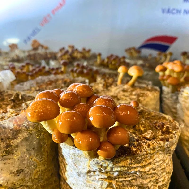 Hàm Lượng Dinh Dưỡng Trong Nấm Nameko Tươi