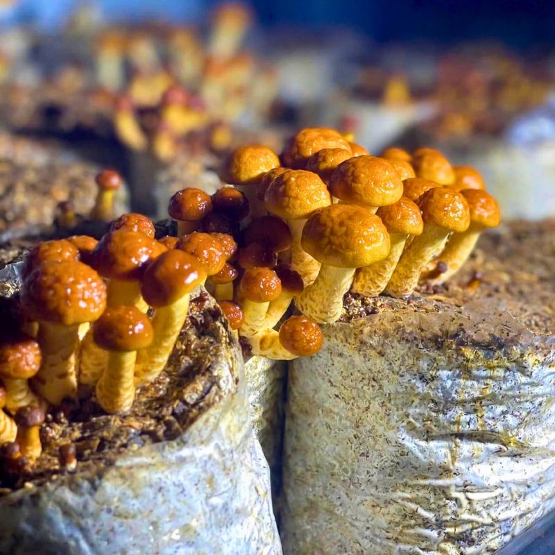 Ưu Điểm Của Nấm Nameko Tươi