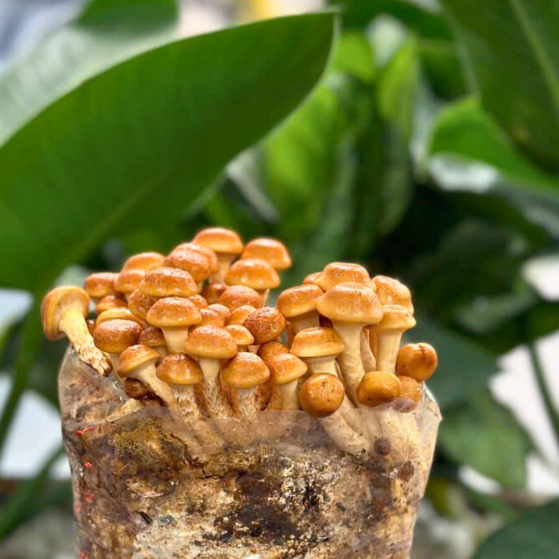 Cách Sử Dụng Nấm Nameko Tươi