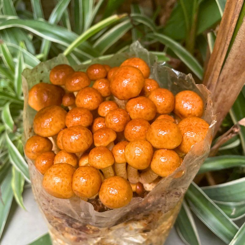 Cách Bảo Quản Nấm Nameko Tươi Tốt Nhất