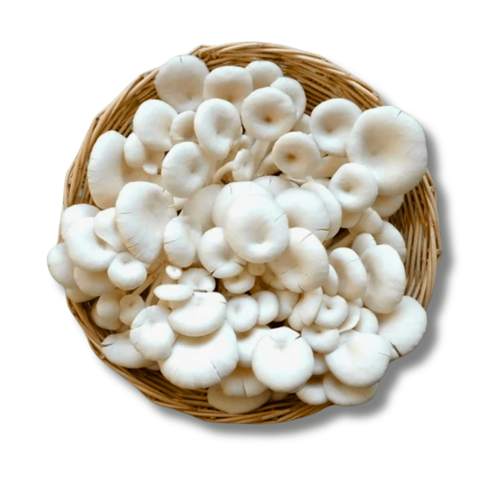Điểm Nổi Bật Của Nấm Sò Trắng Tươi