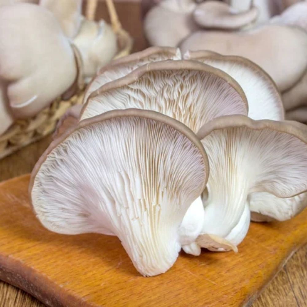 Cách Sử Dụng Nấm Bào Ngư Trắng Tươi Đúng Cách