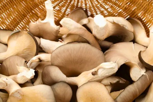Lợi Ích Sức Khỏe Của Nấm Sò Trắng Tươi