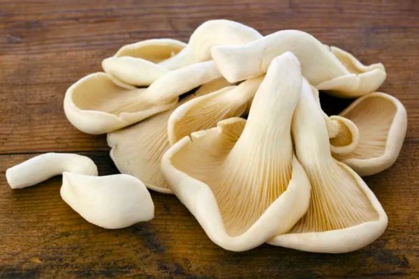 Cách Bảo Quản Nấm Sò Trắng Tươi Tốt Nhất