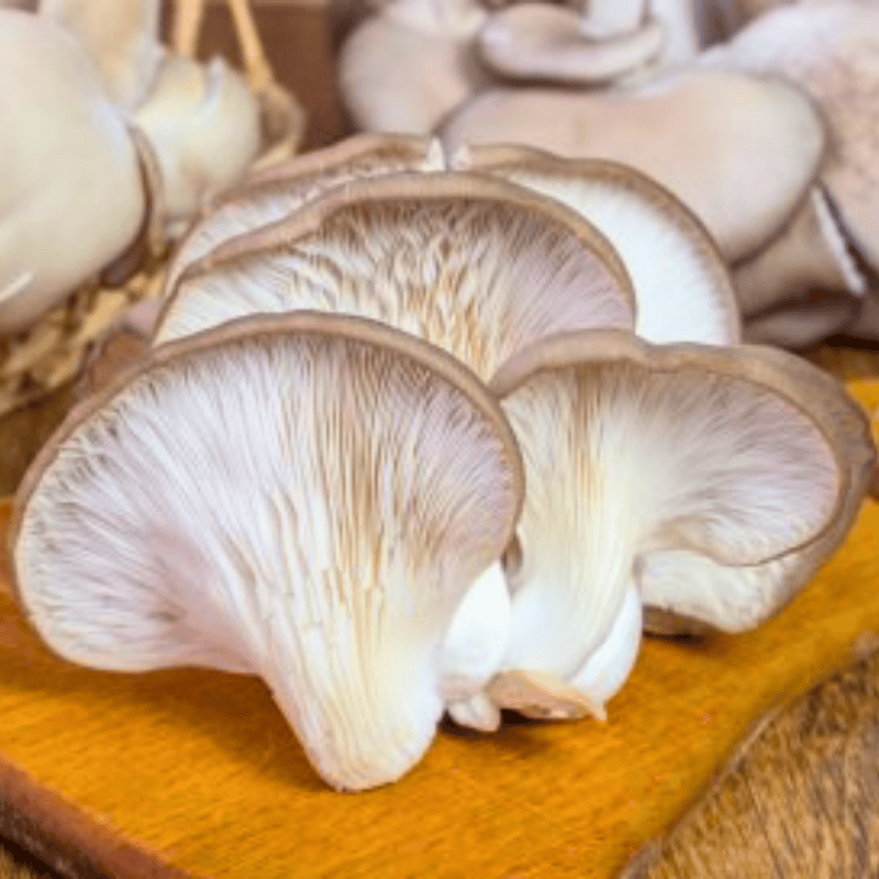 hàm lượng dinh dưỡng nấm sò nâu thái tươi