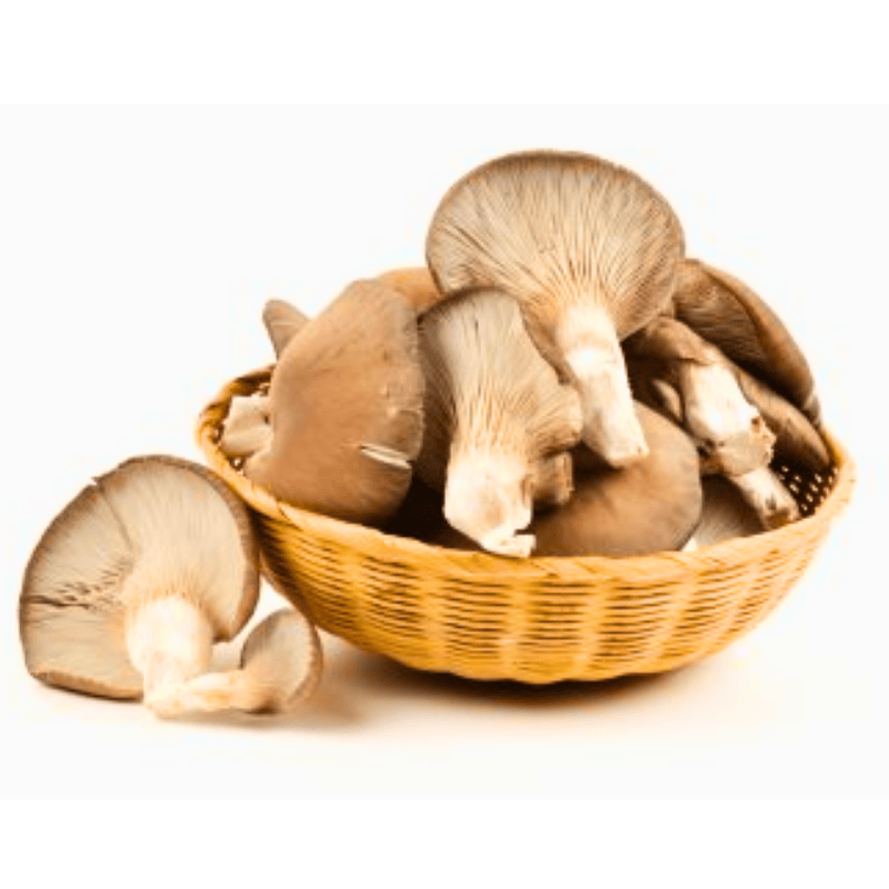 tác dụng nấm sò nâu thái tươi