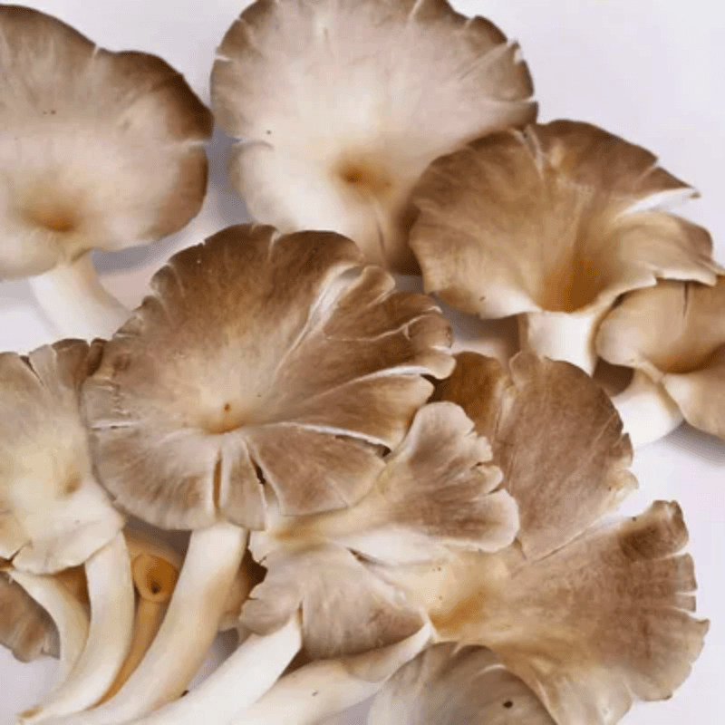 cách bảo quản nấm sò nâu thái tươi