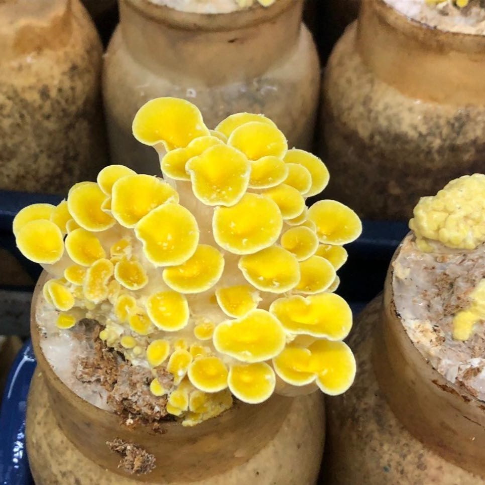 nấm hoàng kim tươi 1