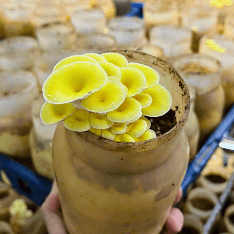 nấm hoàng kim tươi 2