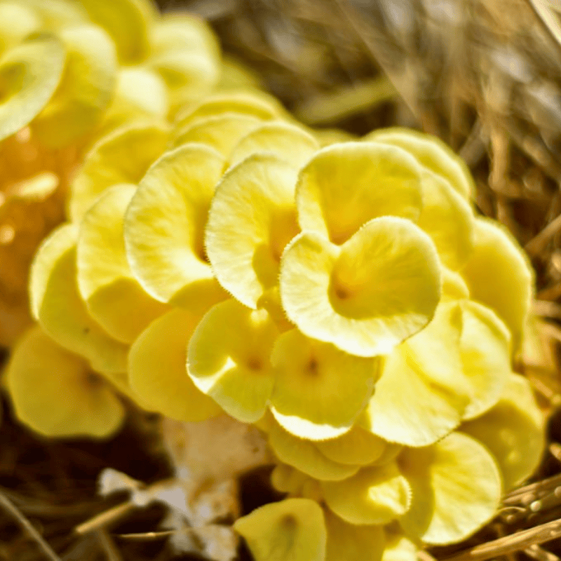 nấm hoàng kim tươi 8