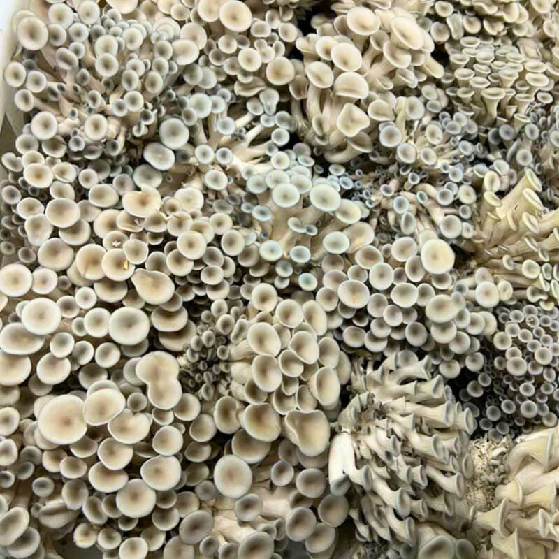 Hàm lượng dinh dưỡng trong Set Kho Nấm Notaky