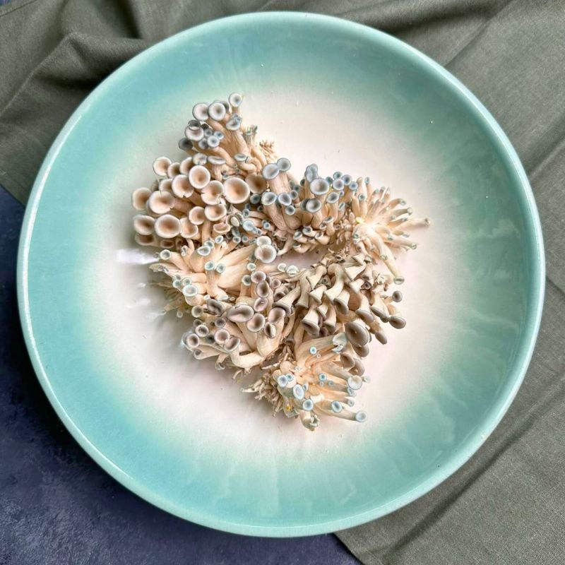 Tác dụng của Set Kho Nấm Notaky mang lại