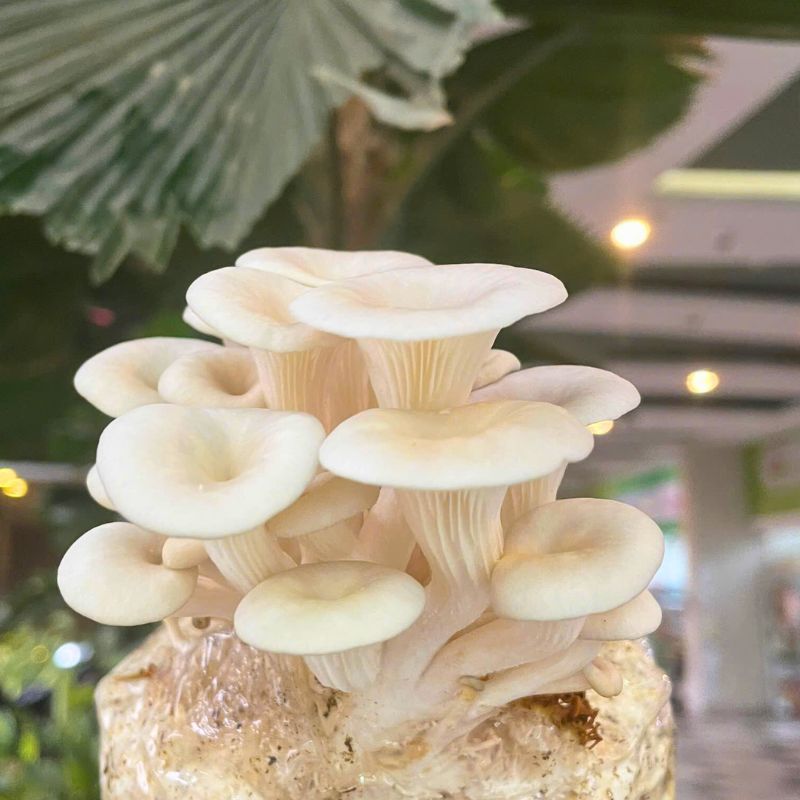 Hàm lượng dinh dưỡng trong Set Kho Nấm Sò Trắng