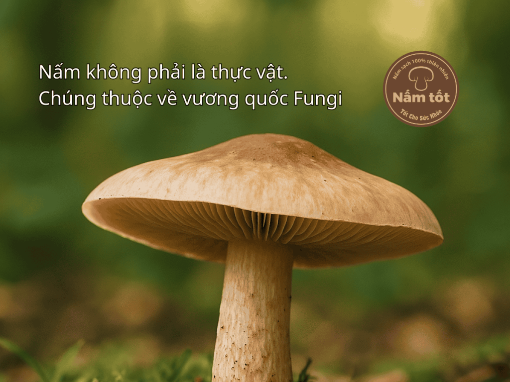 Nấm Là Gì? Tìm Hiểu Về Nấm Tốt & Các Loại Nấm Ăn Được | Nấm Tốt Nấm Là Gì? Tìm Hiểu Về Nấm Tốt & Các Loại Nấm Ăn Được | Nấm Tốt