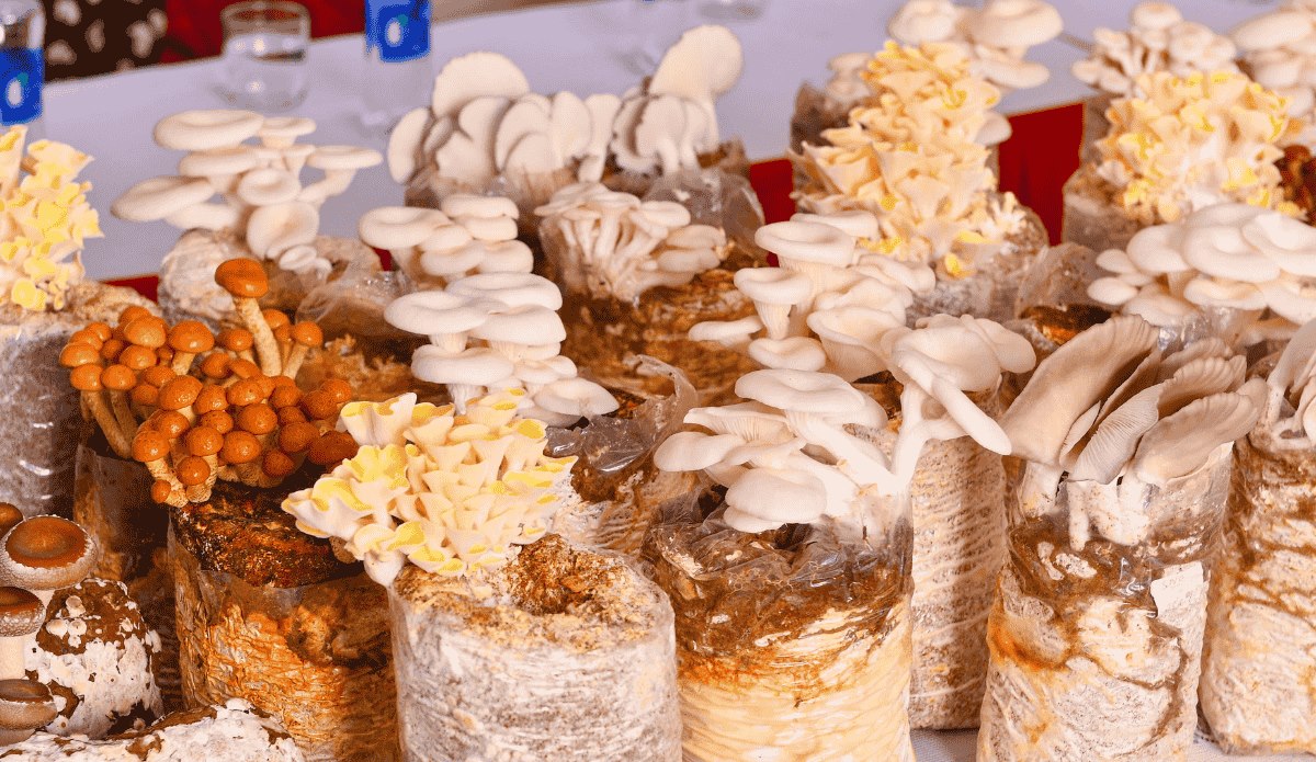 Giáo dục người tiêu dùng – Sứ mệnh song hành cùng sản phẩm