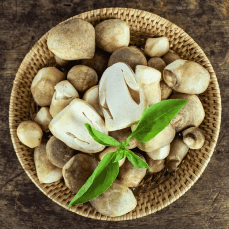 Ưu điểm nổi bật của nấm rơm tươi