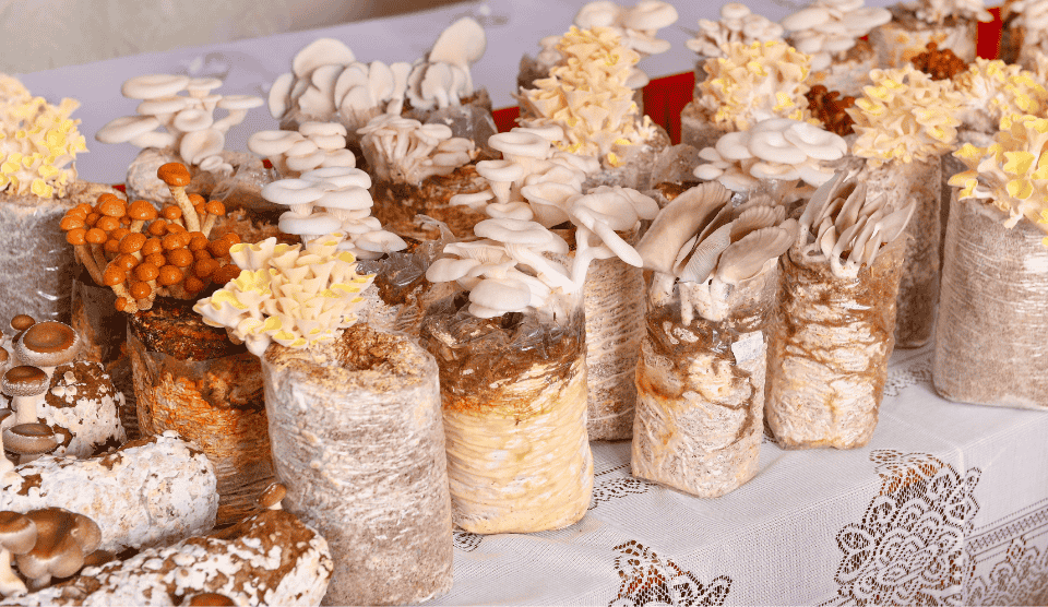 Mỗi bịch giá thể từ phụ phẩm lâm nghiệp có thể cho thu hoạch nấm nhiều lần