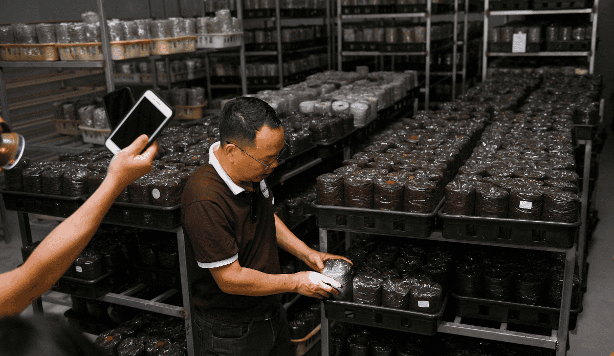 Quy trình nuôi cấy theo công nghệ tiên tiến tại trang trại Nấm Tốt