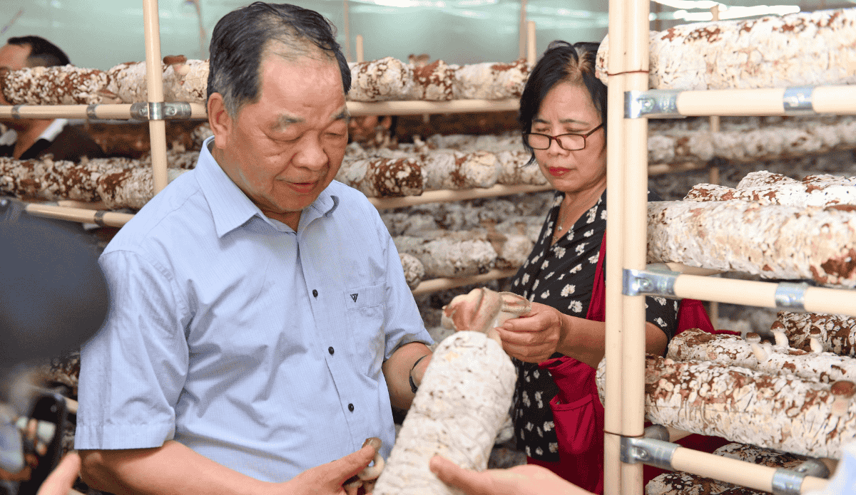 Ông Hà Phúc Mịch, Chủ tịch Hiệp hội Nông Nghiệp hữu cơ Việt Nam trải nghiệm thu hoạch nấm hương tại trang trại Nấm Tốt