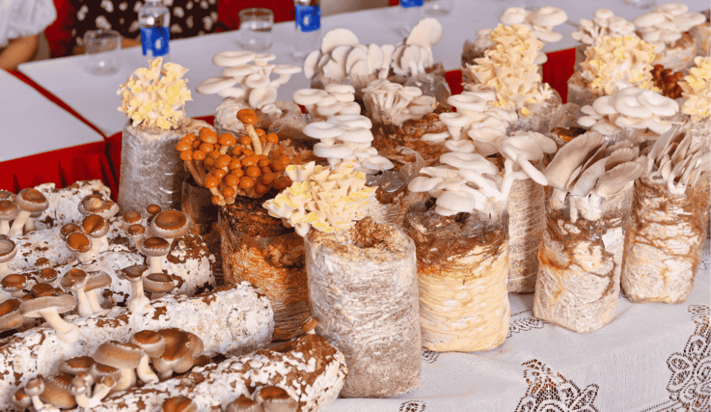 Từ Mùn Cưa Đến Siêu Thị: Hành Trình Kiên Trì Của Nấm Tốt Trong Thế Giới Hữu Cơ Từ Mùn Cưa Đến Siêu Thị: Hành Trình Kiên Trì Của Nấm Tốt Trong Thế Giới Hữu Cơ