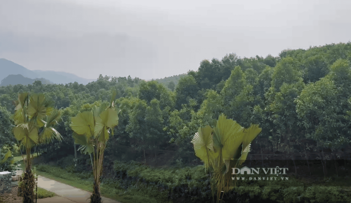 Nhà máy sản xuất nấm của Công ty cổ phần Nấm Tốt Nameco được đặt tại xã Hương Cần (huyện Thanh Sơn, Phú Thọ) là nơi phát triển nghề trồng rừng, có lợi thế nguồn phụ phẩm lâm nghiệp phong phú, là nguyên liệu làm giá thể trồng nấm. Ảnh: Kiều Tâm- danviet.vn