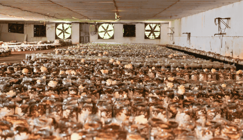 Nấm hữu cơ Nấm Tốt: Hành trình 11 năm biến phế phẩm thành “xa xỉ phẩm” vì sức khỏe cộng đồng Nấm hữu cơ Nấm Tốt: Hành trình 11 năm biến phế phẩm thành “xa xỉ phẩm” vì sức khỏe cộng đồng