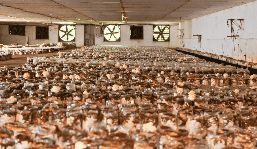 Tại Nấm Tốt, nấm được sản xuất theo quy trình hữu cơ, với các phương pháp thân thiện với môi trường, an toàn với người dùng.