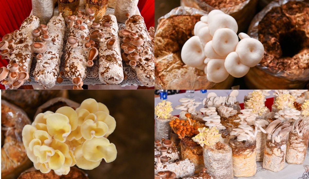 Mô hình nấm hữu cơ không chỉ gợi mở hướng phát triển kinh tế xanh mà còn là biểu tượng của một tư duy nông nghiệp tử tế.