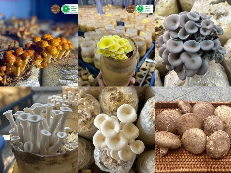 Vì sao nấm hữu cơ là tương lai của thực phẩm Việt?