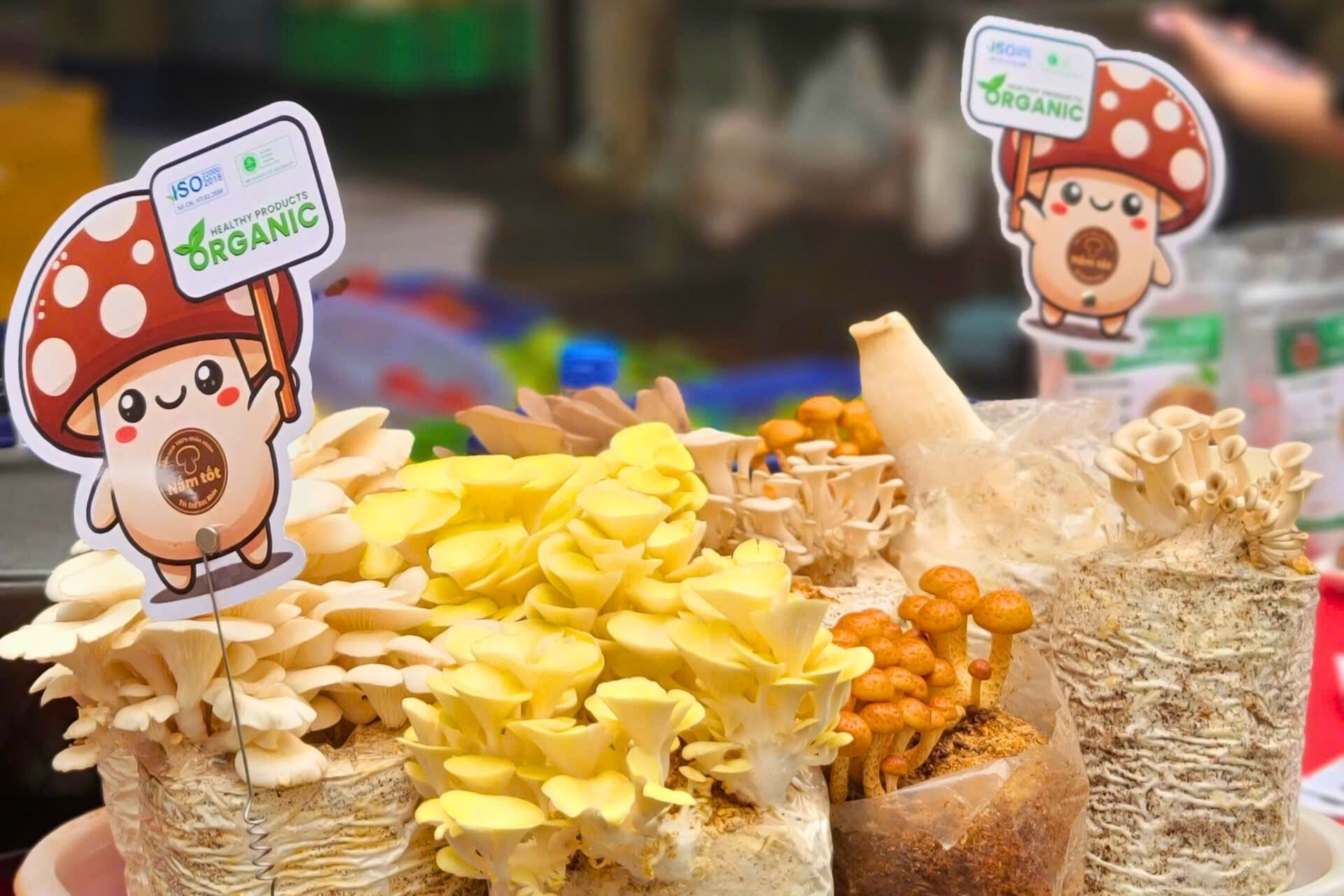 Nguồn beta-glucan tự nhiên: Nên chọn loại nào