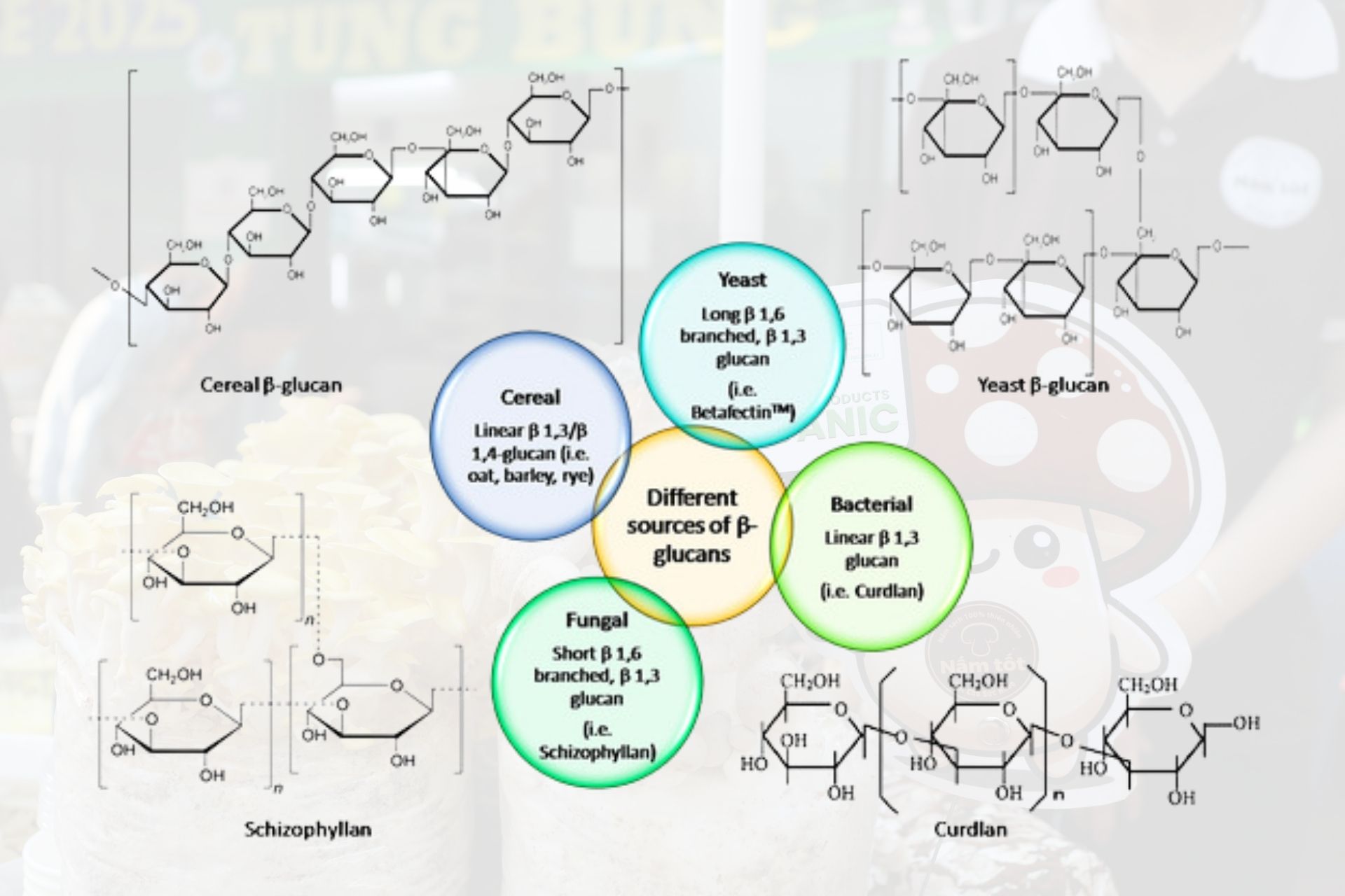 Vì sao cấu trúc beta-glucan lại quan trọng?