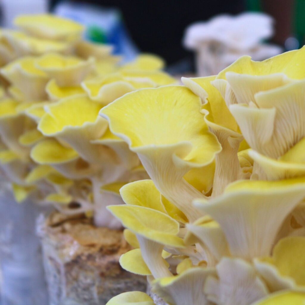 Nấm Hoàng Kim Beta-Glucan – Tăng miễn dịch và hỗ trợ tiểu đường