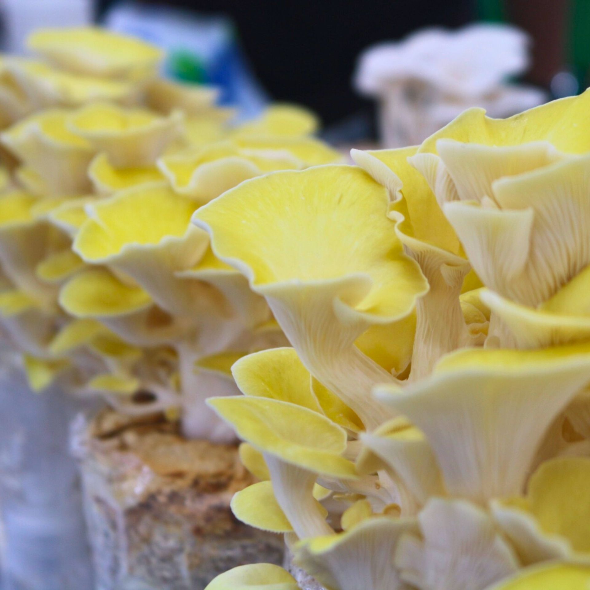 nấm hoàng kim beta-glucan