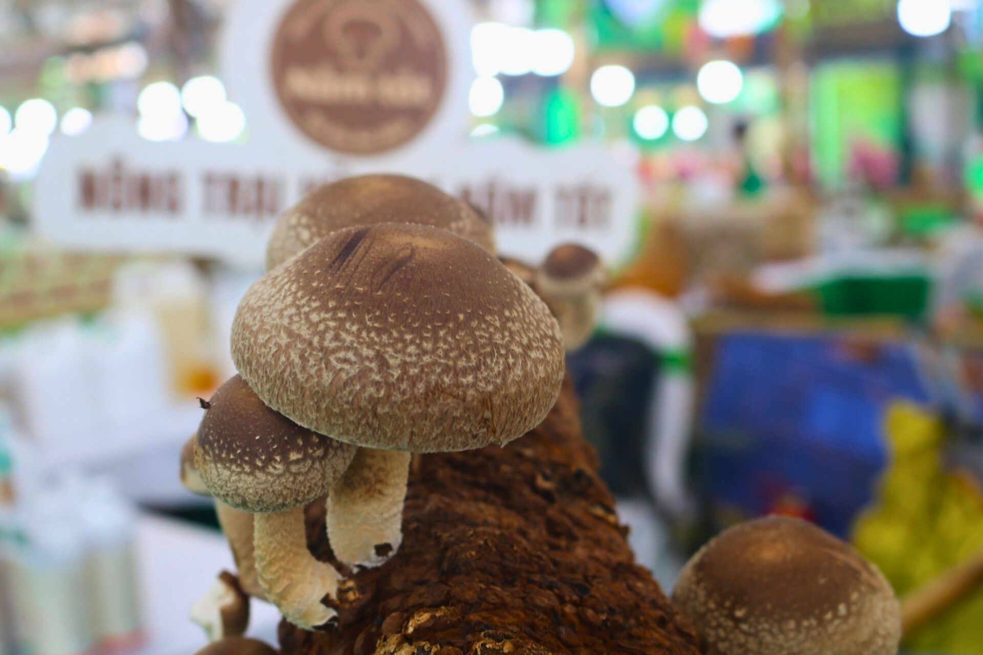 Nấm Hương Tươi và Khô: So Sánh Toàn Diện Các Dạng Nấm Hương Hữu Cơ