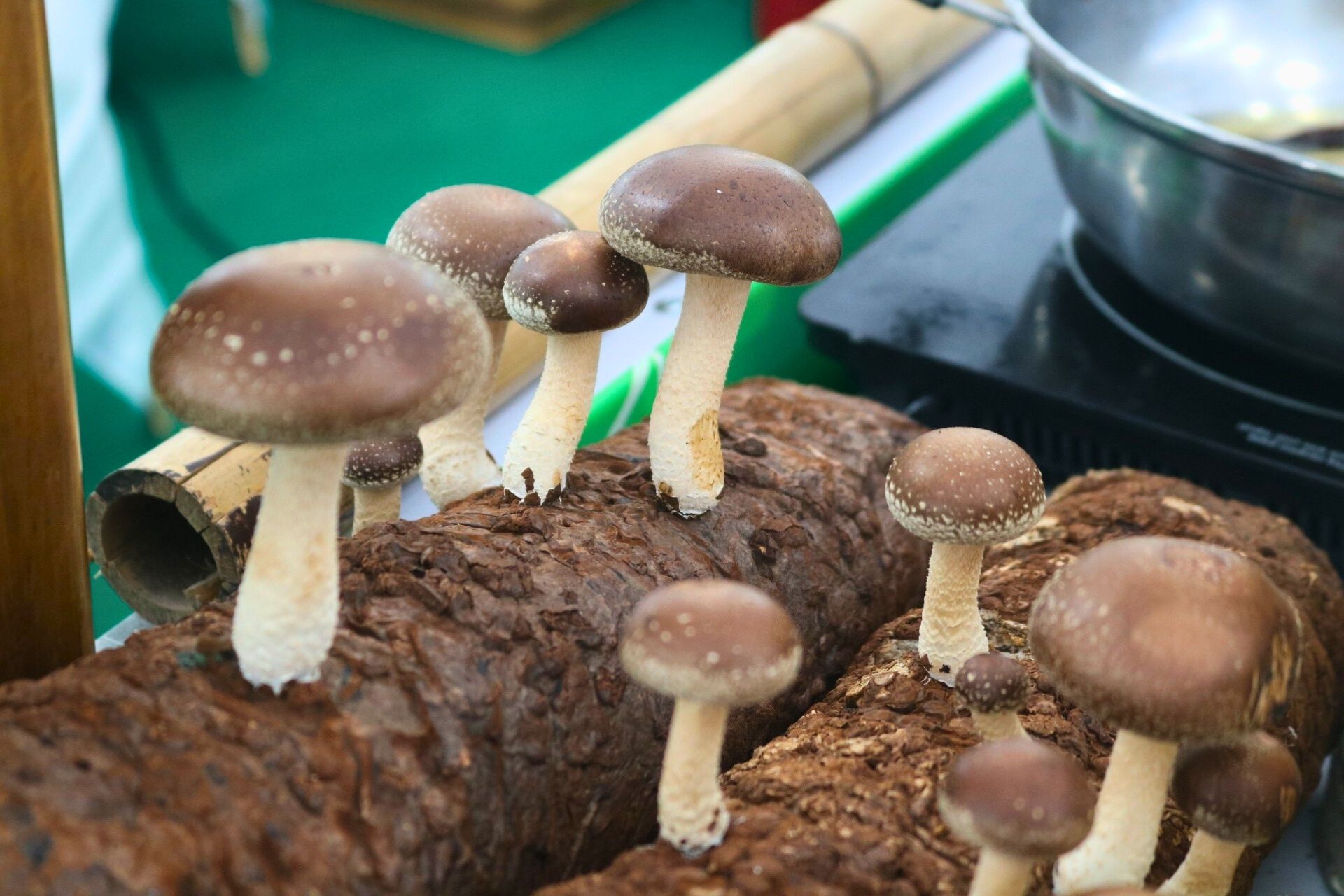 Nấm hương hỗ trợ tiêu hóa và ổn định đường huyết