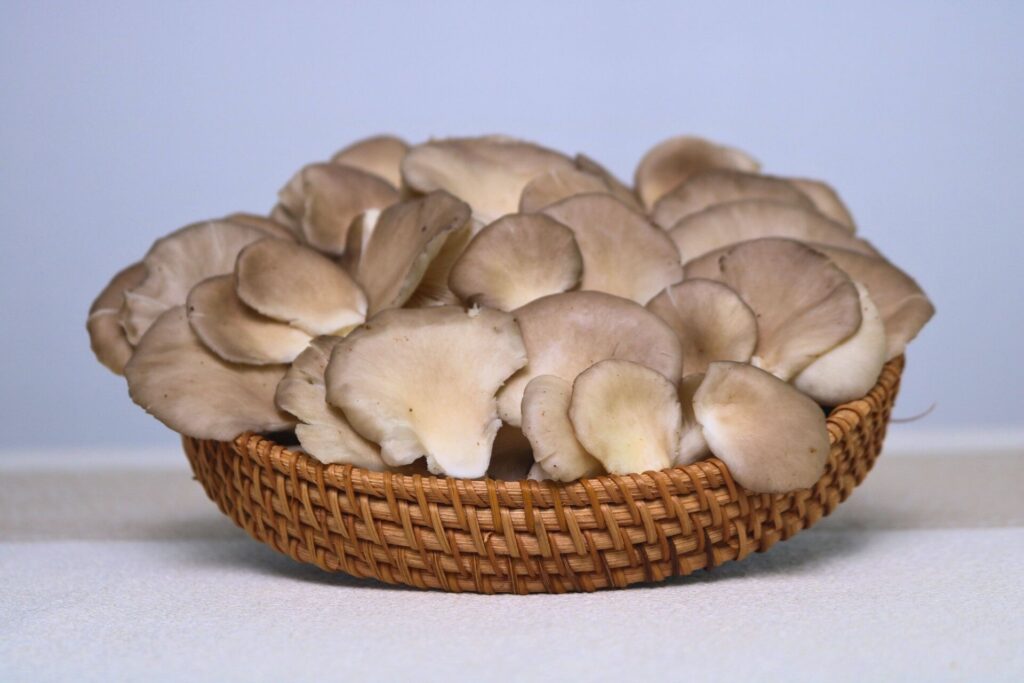 [INFOGRAPHIC] Nấm Sò Nâu Thái – Siêu Thực Phẩm Giàu Đạm Tốt Cho Sức Khỏe