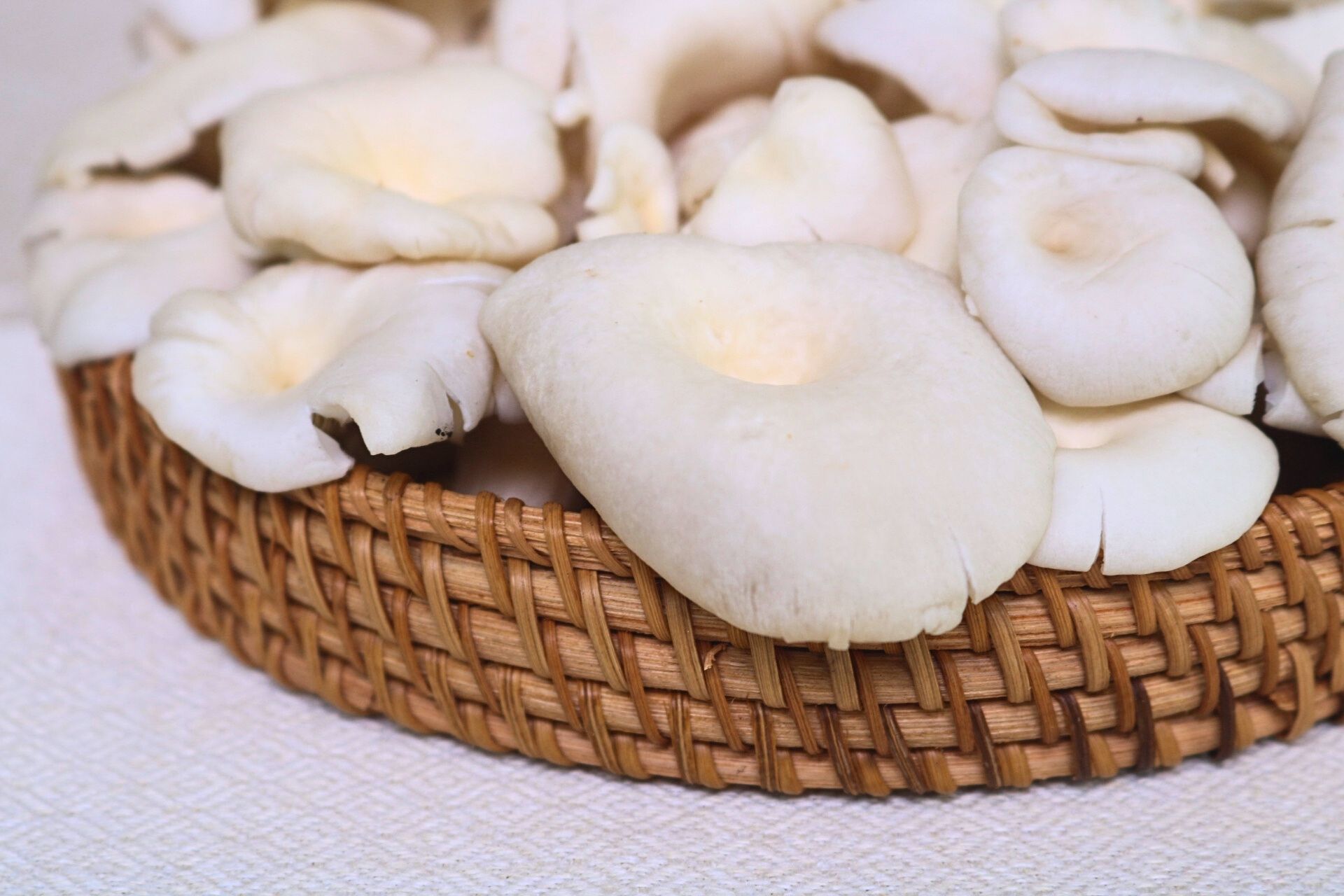 Nấm sò trắng và lợi ích sức khỏe: 9 sự thật ít ai biết từ y học đến miễn dịch