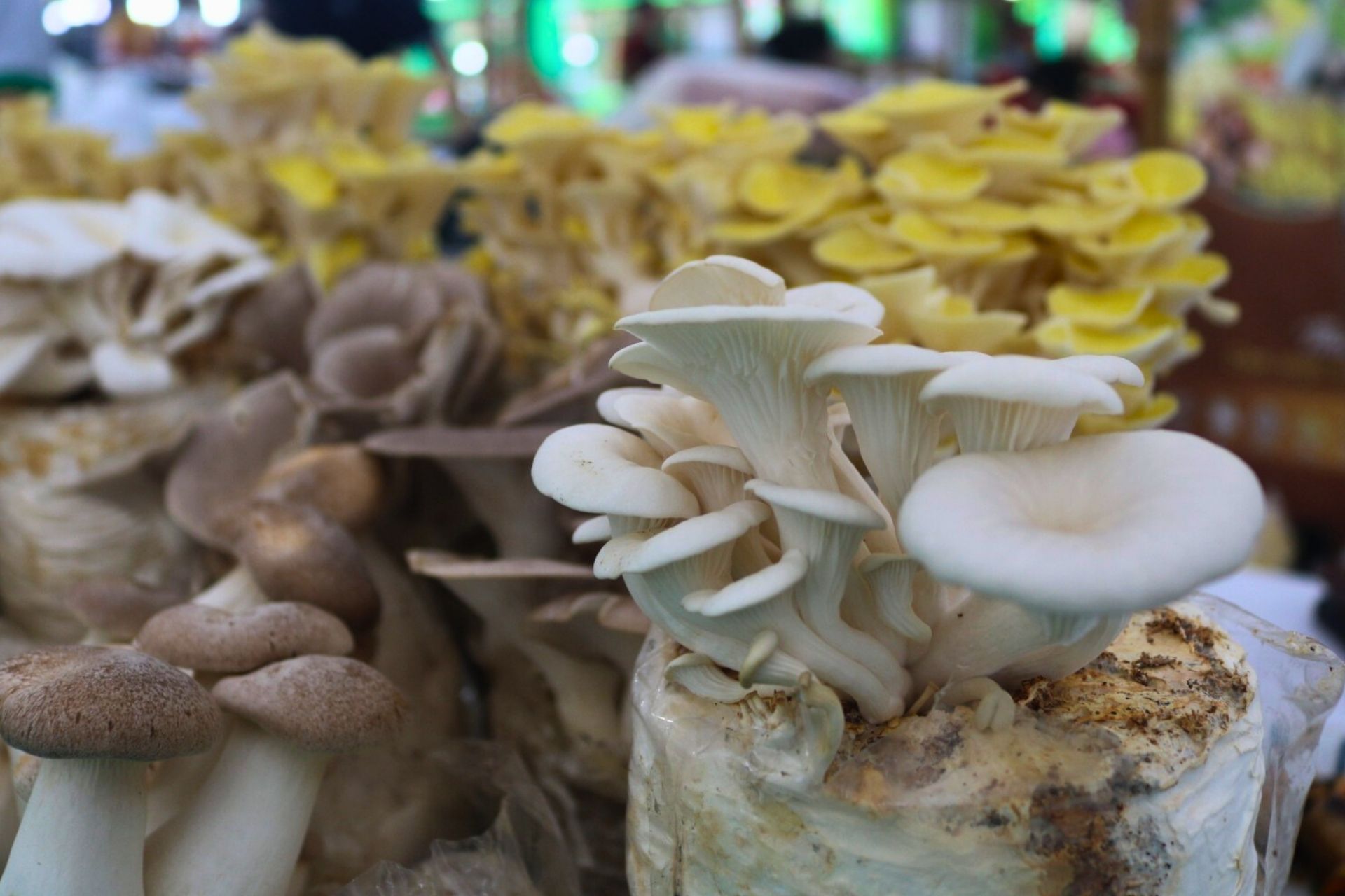 Nấm sò trắng bảo vệ gan khỏi tổn thương do thuốc và rượu