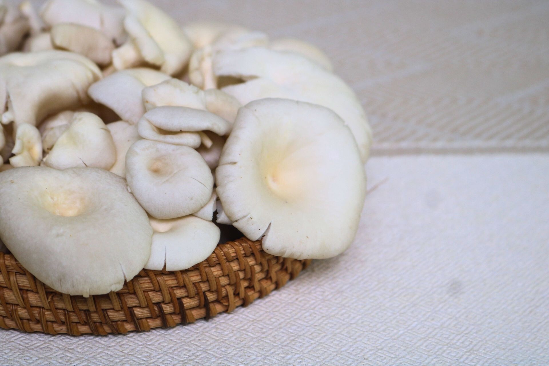 Nấm sò trắng cải thiện hệ vi sinh đường ruột như prebiotic tự nhiên