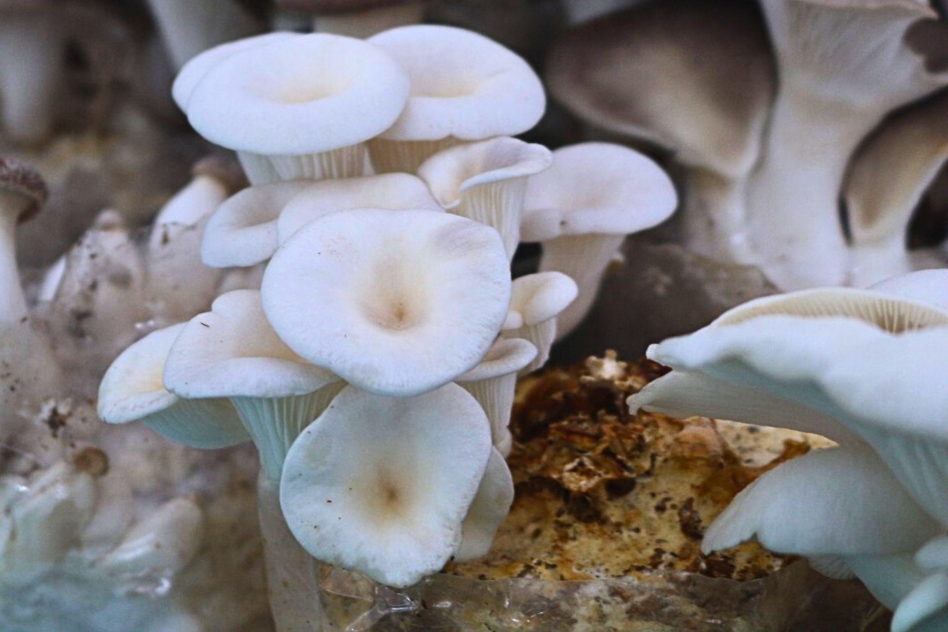 Nơi mua nấm sò trắng hữu cơ đáng tin cậy